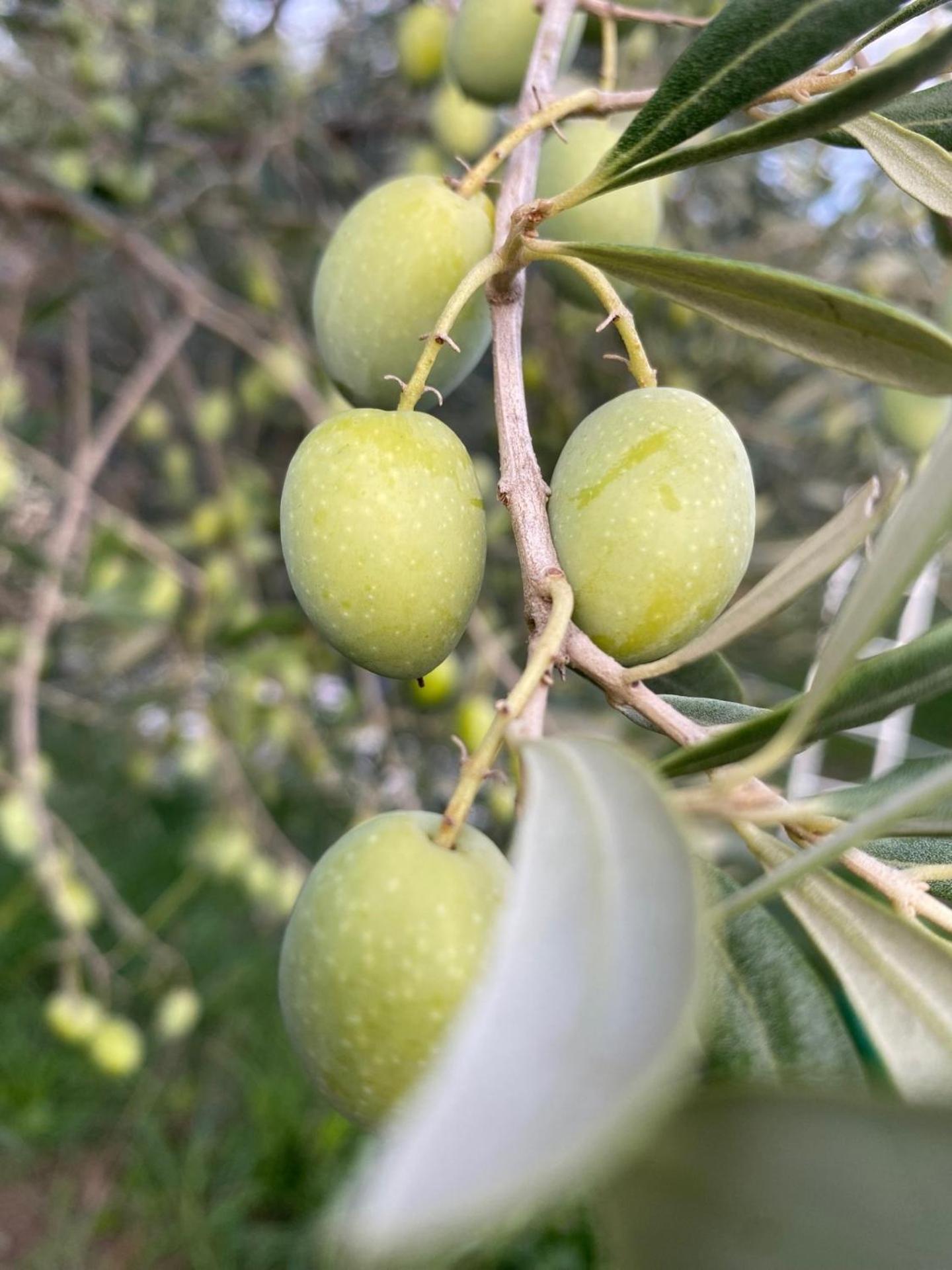 Agriturismo La Luciana 카스틸리오네 델라 페스카이아 외부 사진
